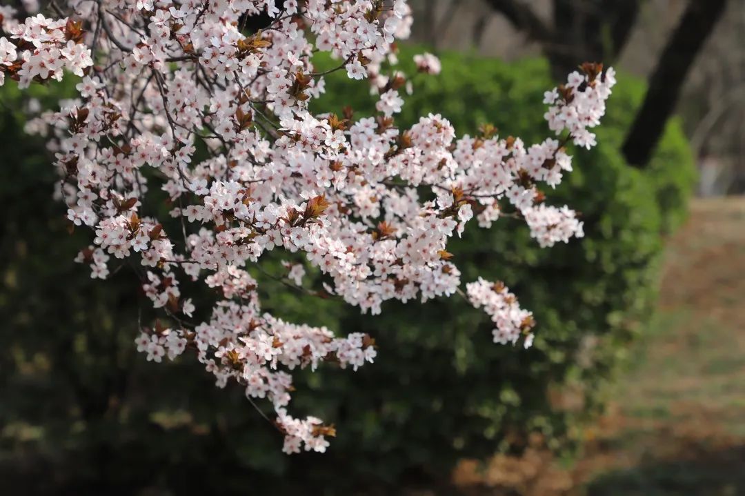 2020春季赏花指南,中国春色,满血复活