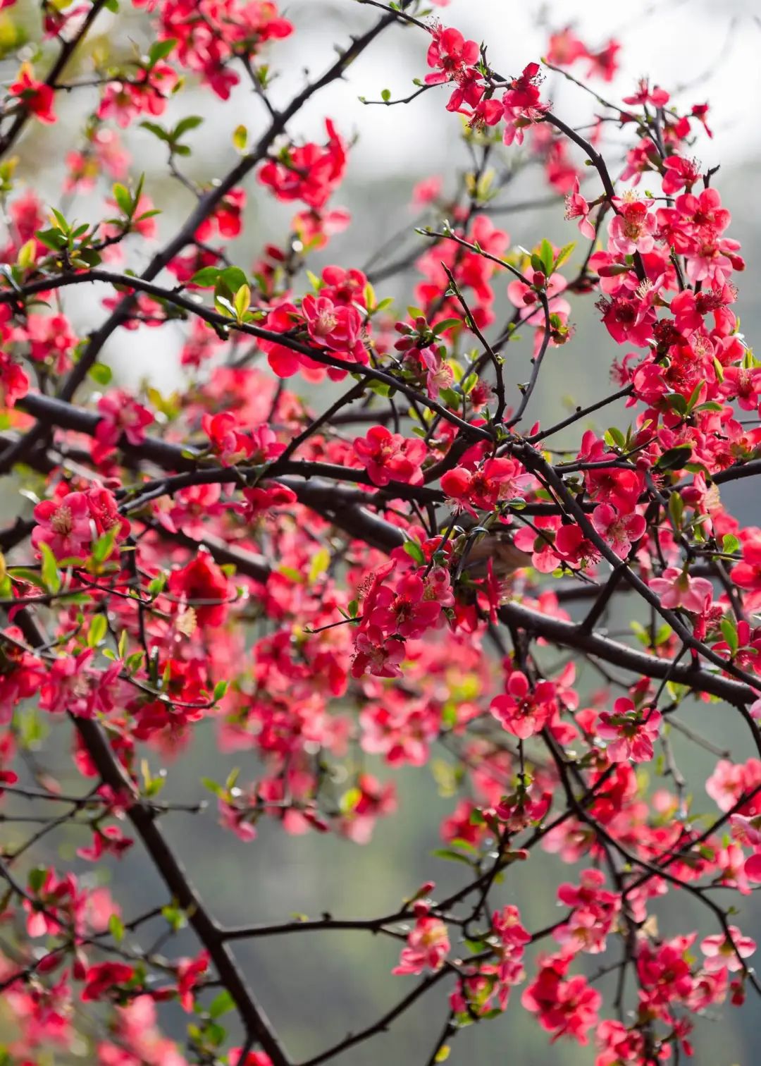 2020春季赏花指南,中国春色,满血复活