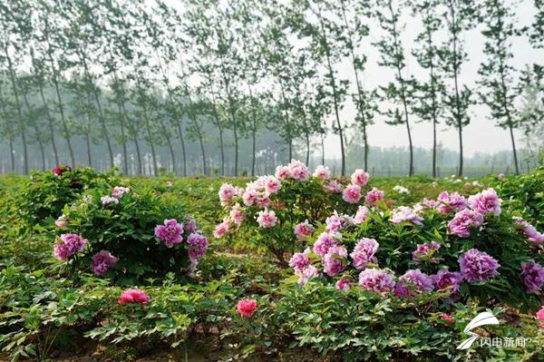 菏泽牡丹的前世今生,牡丹前世今生是谁