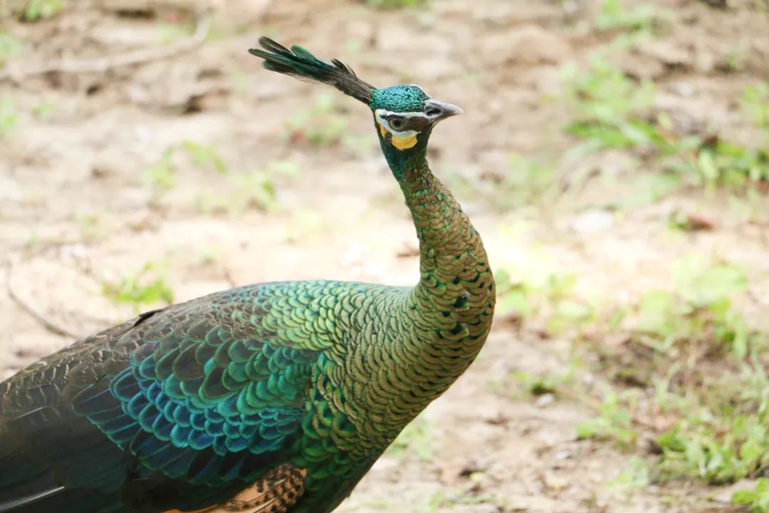 自然之友保护绿孔雀,绿孔雀保护措施