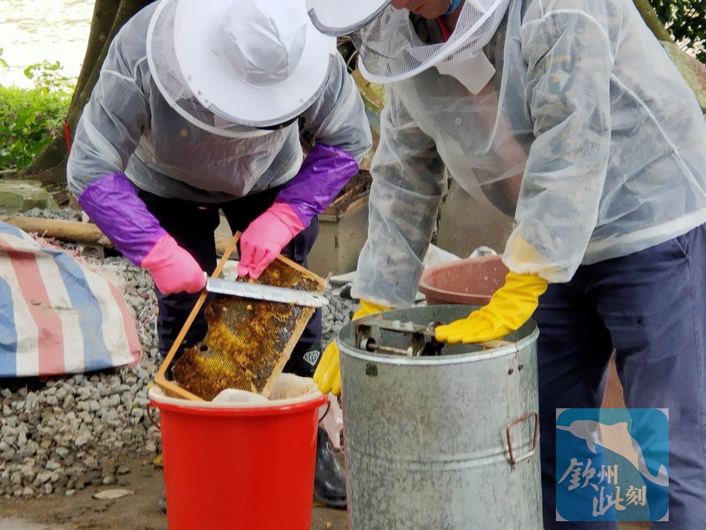 小董镇诱蜂,小董镇招人