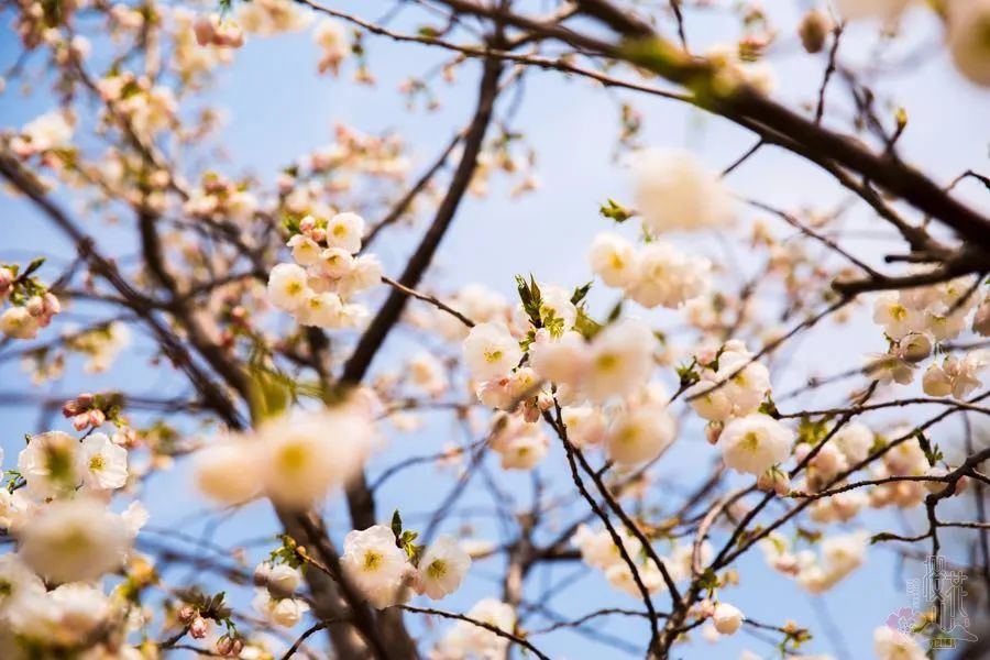 淄博春天踏青好去处,淄博春季踏青