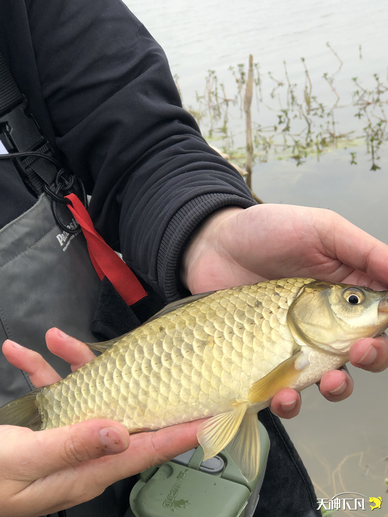 凤凰涅盘浴火重生对火的崇拜,凤凰涅盘浴火重生需要的是勇气