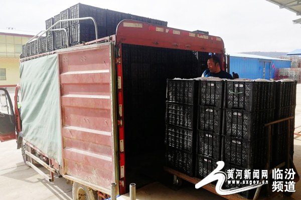 吉县苹果跨境电商,吉县苹果品牌战略