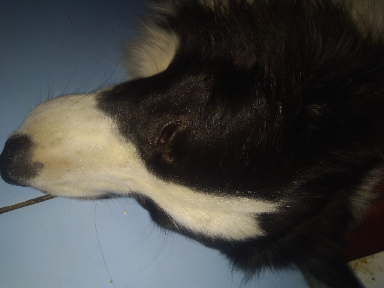 并继竿竹制好还是碳素好,自制并继竿需要什么竹子