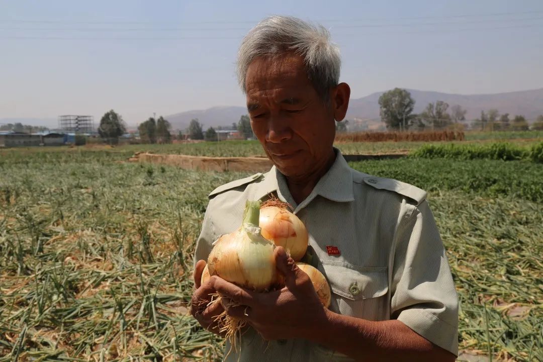 红皮洋葱低价走货,云南紫皮洋葱现挖现发5斤9斤包邮