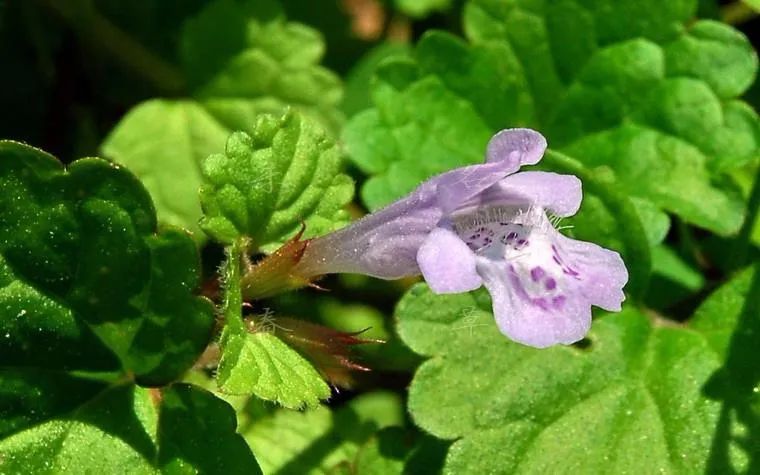 栖霞山植物百科视频,栖霞山上的植物