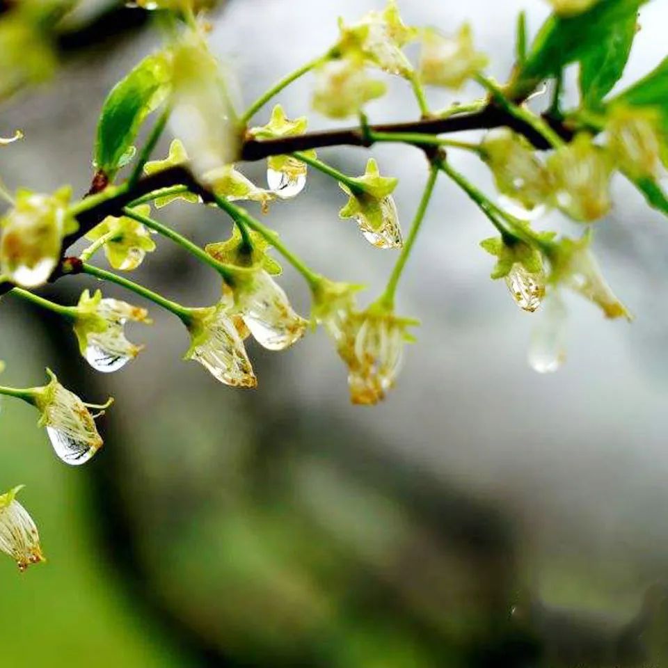 十首顶级禅意诗朗读,十大长诗读诵