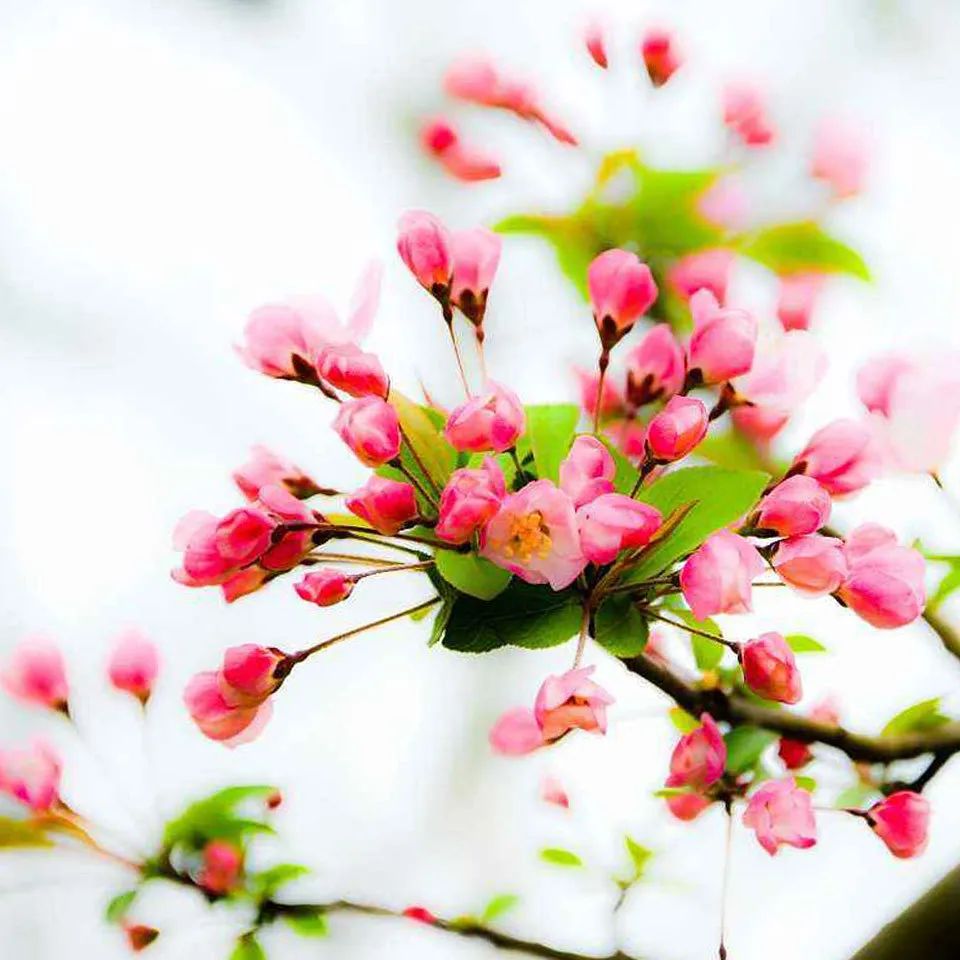 十首顶级禅意诗朗读,十大长诗读诵