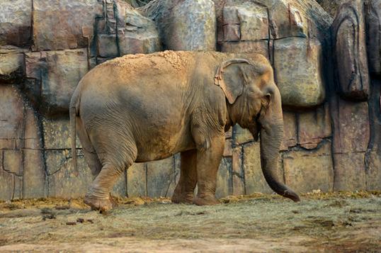 福清永鸿野生动物园要准备什么,夜游福清永鸿野生动物世界
