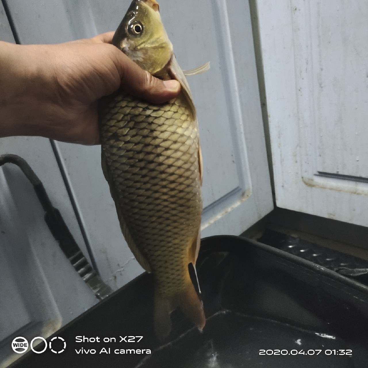 秋季野钓有鱼无口,鲫鲤兼钓技巧