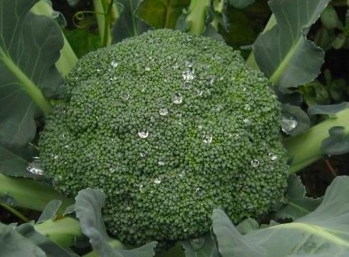 买回来樱桃如何在冰箱保鲜存放,樱桃怎样储存在冰箱里能保鲜多久