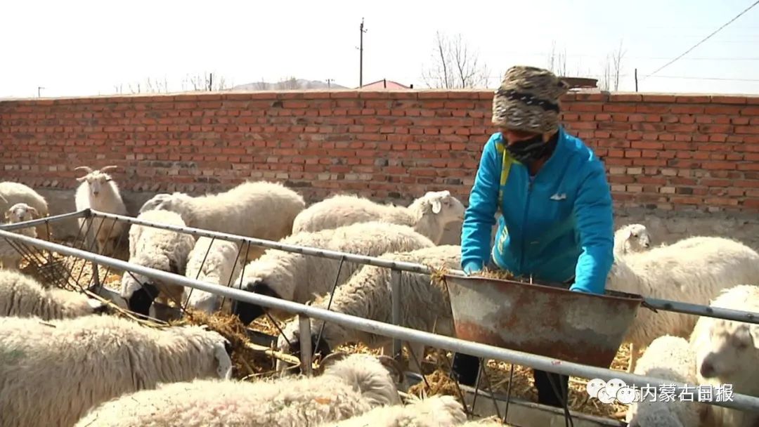三大会战简介,三大会战方案