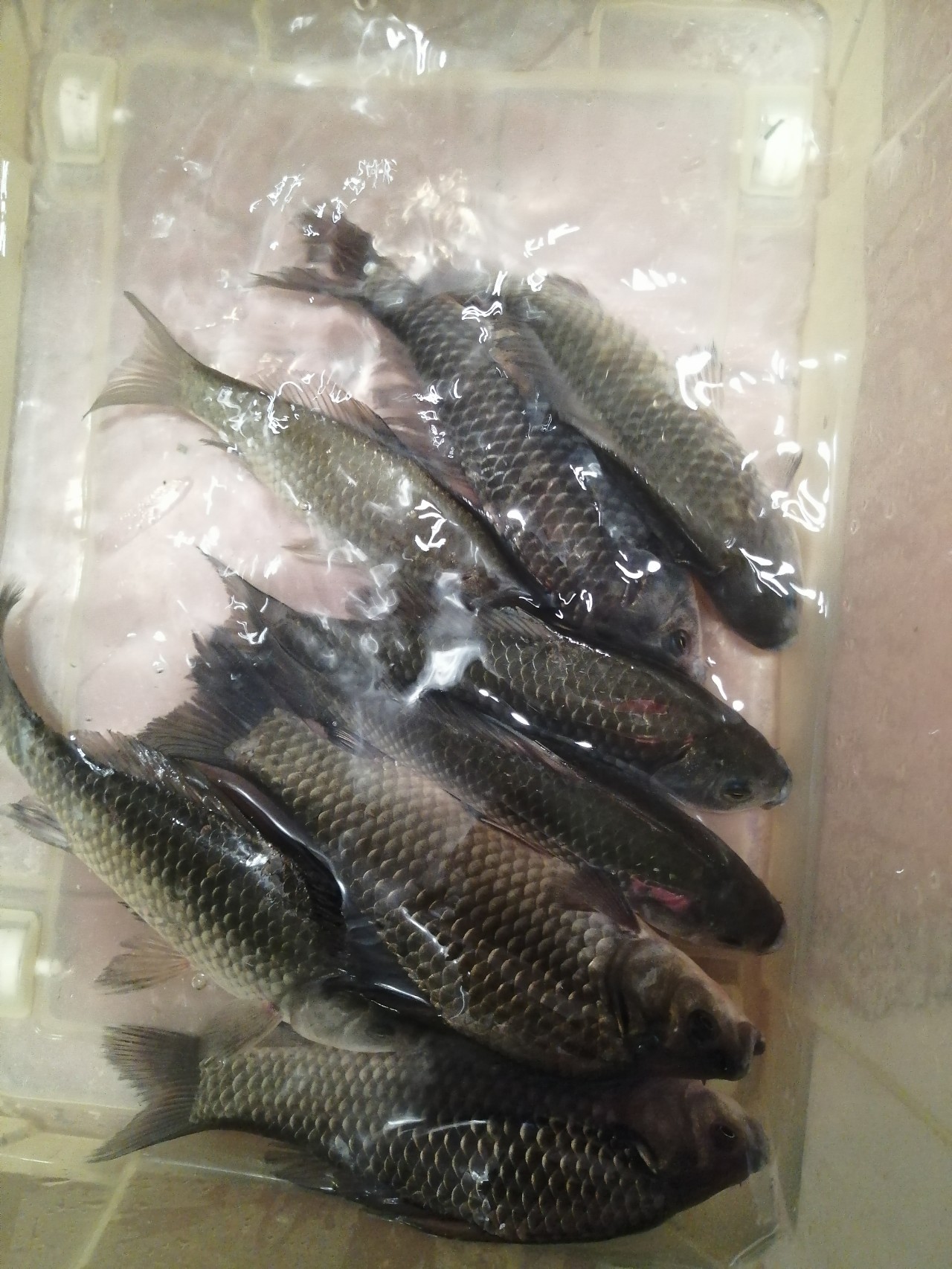 北方11-12月野钓策略,冬季野河野钓思路