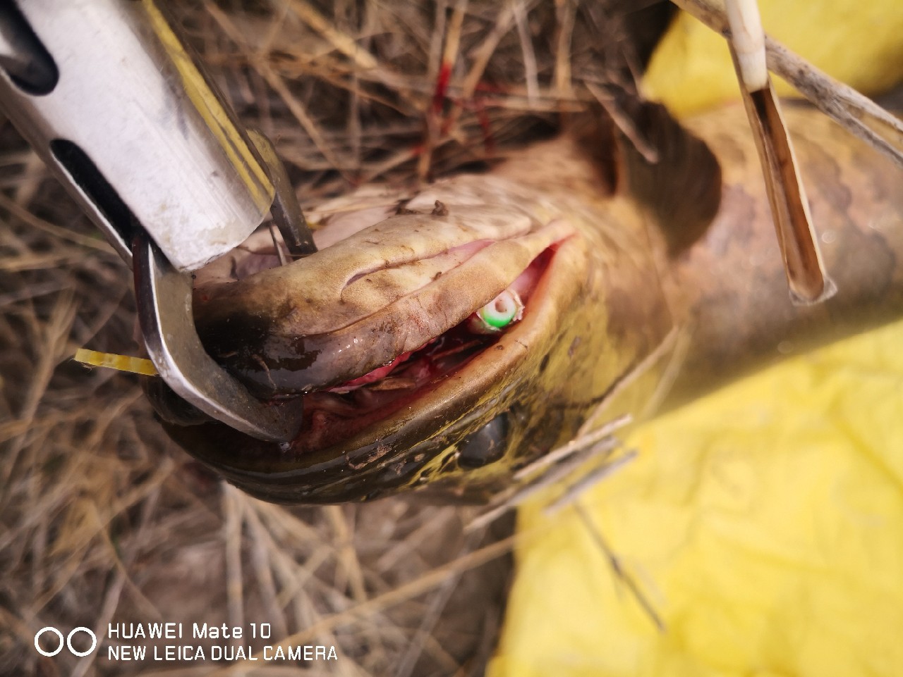 初春打黑雷蛙,开春路亚打黑刺鱼技巧