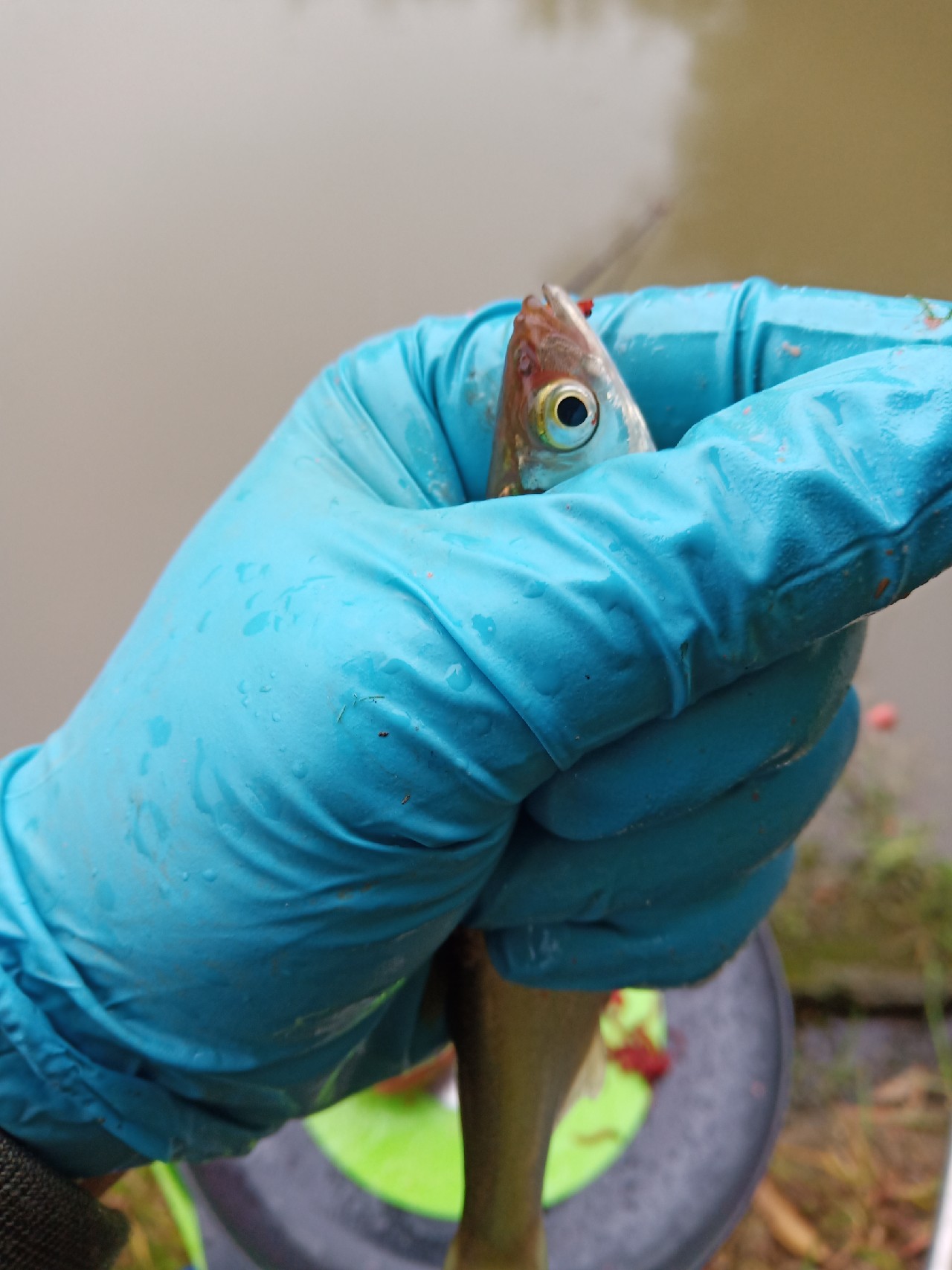 台钓vs路亚哪个更好玩,传统钓比台钓更容易钓获大鲫鱼