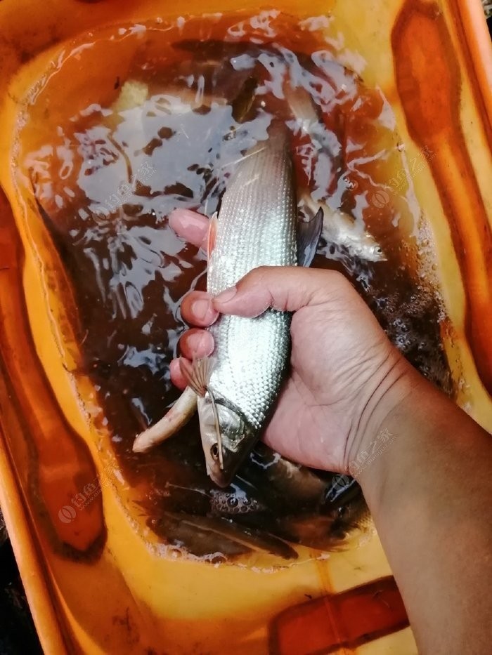 北方11-12月野钓策略,冬季野河野钓思路