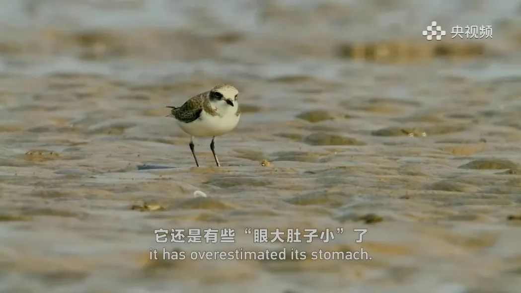 盐城最厉害的勺子,盐城铜勺子