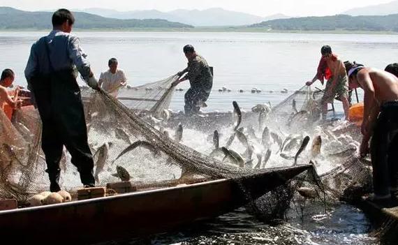 开江鱼有多好吃,错过等一年音效