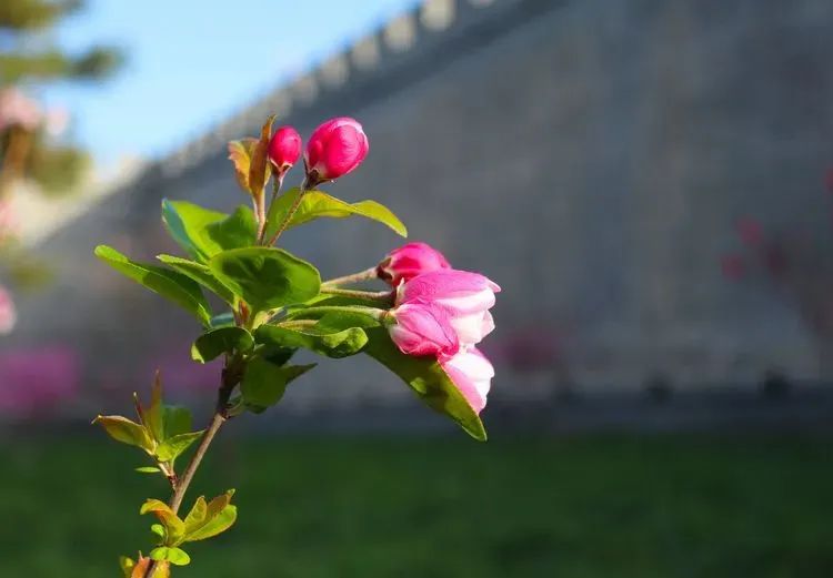 石家庄的春天真的太美啦,石家庄春天看花