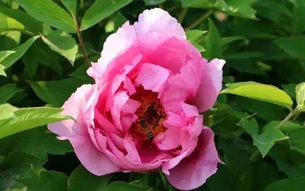 石家庄的春天真的太美啦,石家庄春天看花