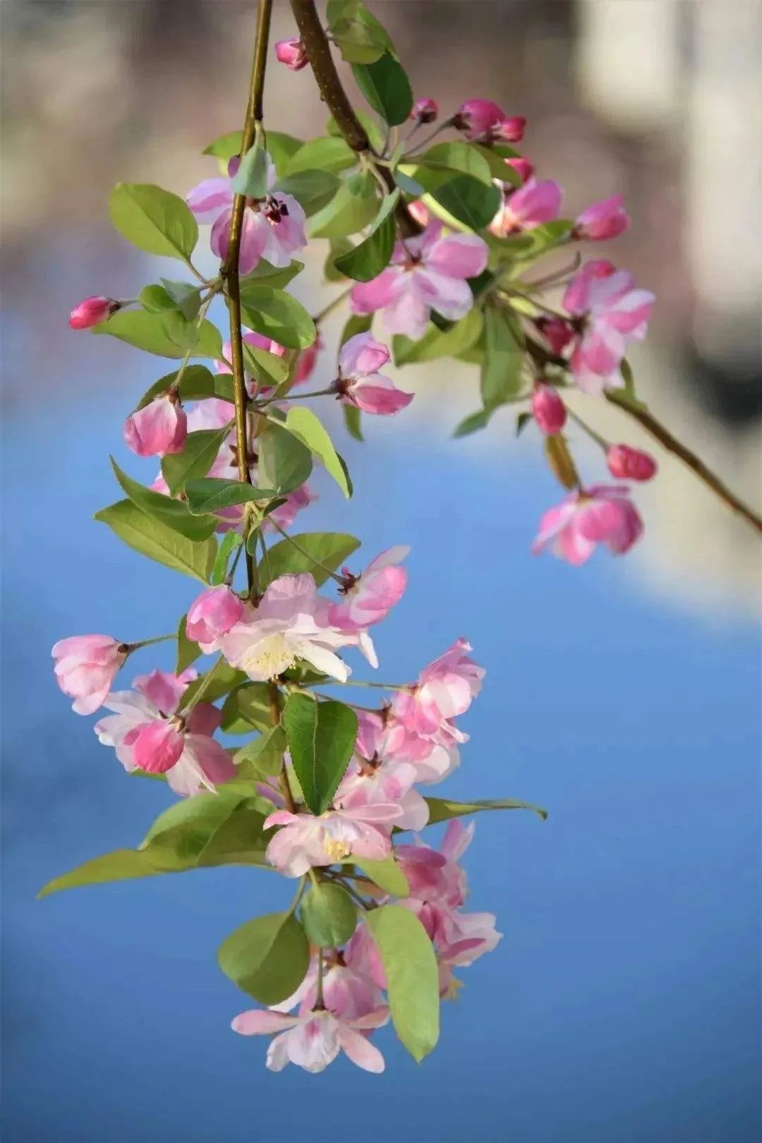 北京春季和秋季花粉过敏哪个厉害,预防花粉皮肤过敏的正确方法