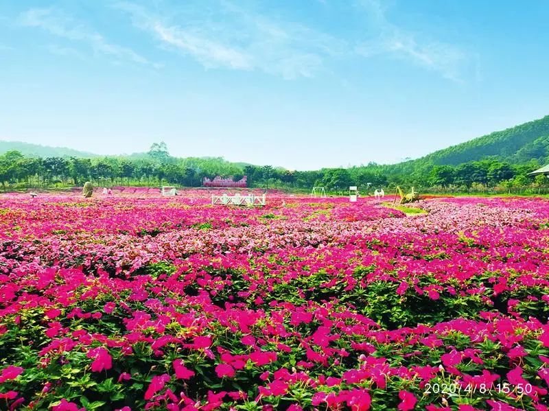 嗨森团购套餐,五一节南宁免门票景区