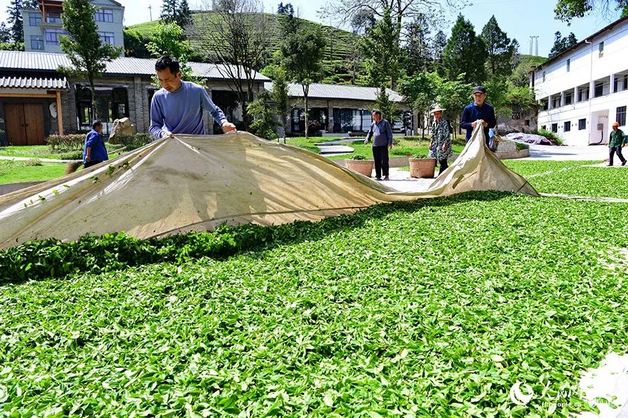 快看！满山“绿色金子”