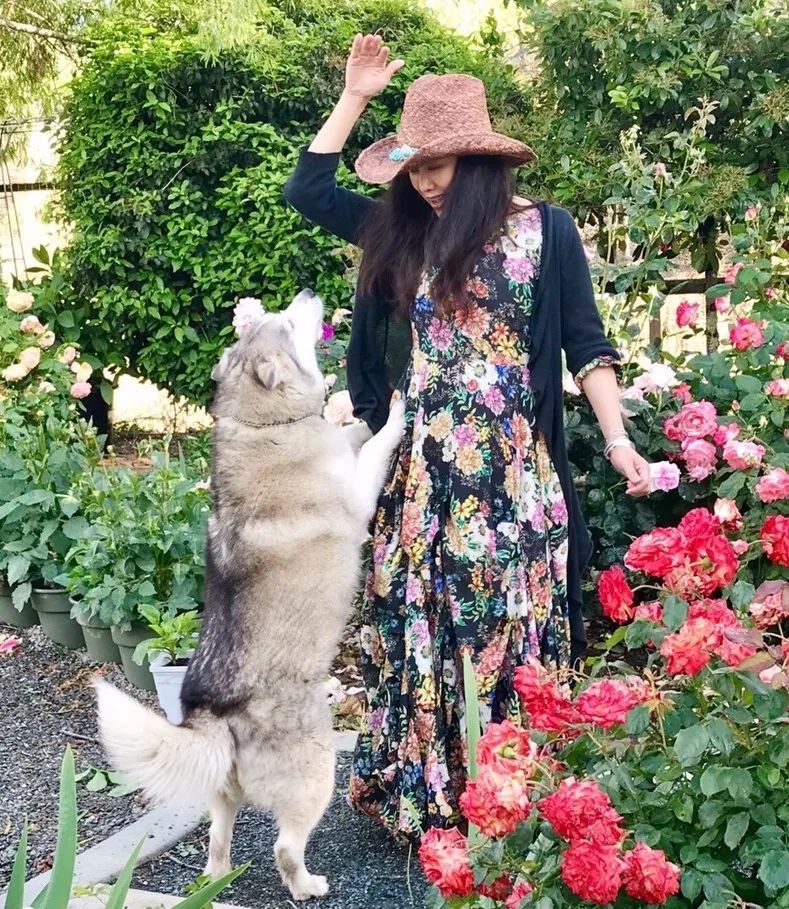 疫情下的美国日记丨陈丽华：加州四月槐花香