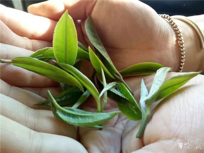 云南山头春茶价格表,云南冰岛春茶价格