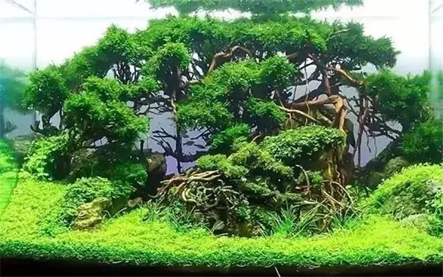 30缸一棵莫斯树造景,莫斯树和丹麦红玫瑰造景