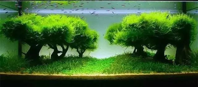 30缸一棵莫斯树造景,莫斯树和丹麦红玫瑰造景