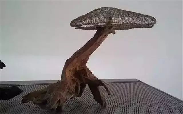 30缸一棵莫斯树造景,莫斯树和丹麦红玫瑰造景