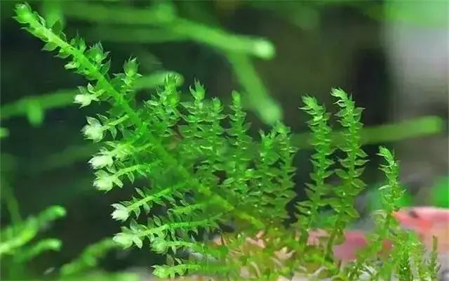 30缸一棵莫斯树造景,莫斯树和丹麦红玫瑰造景