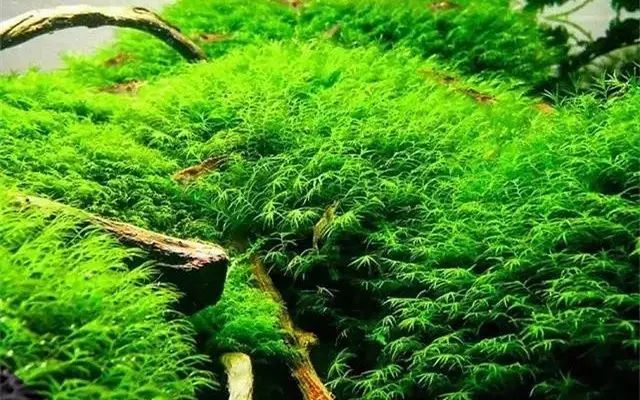 30缸一棵莫斯树造景,莫斯树和丹麦红玫瑰造景