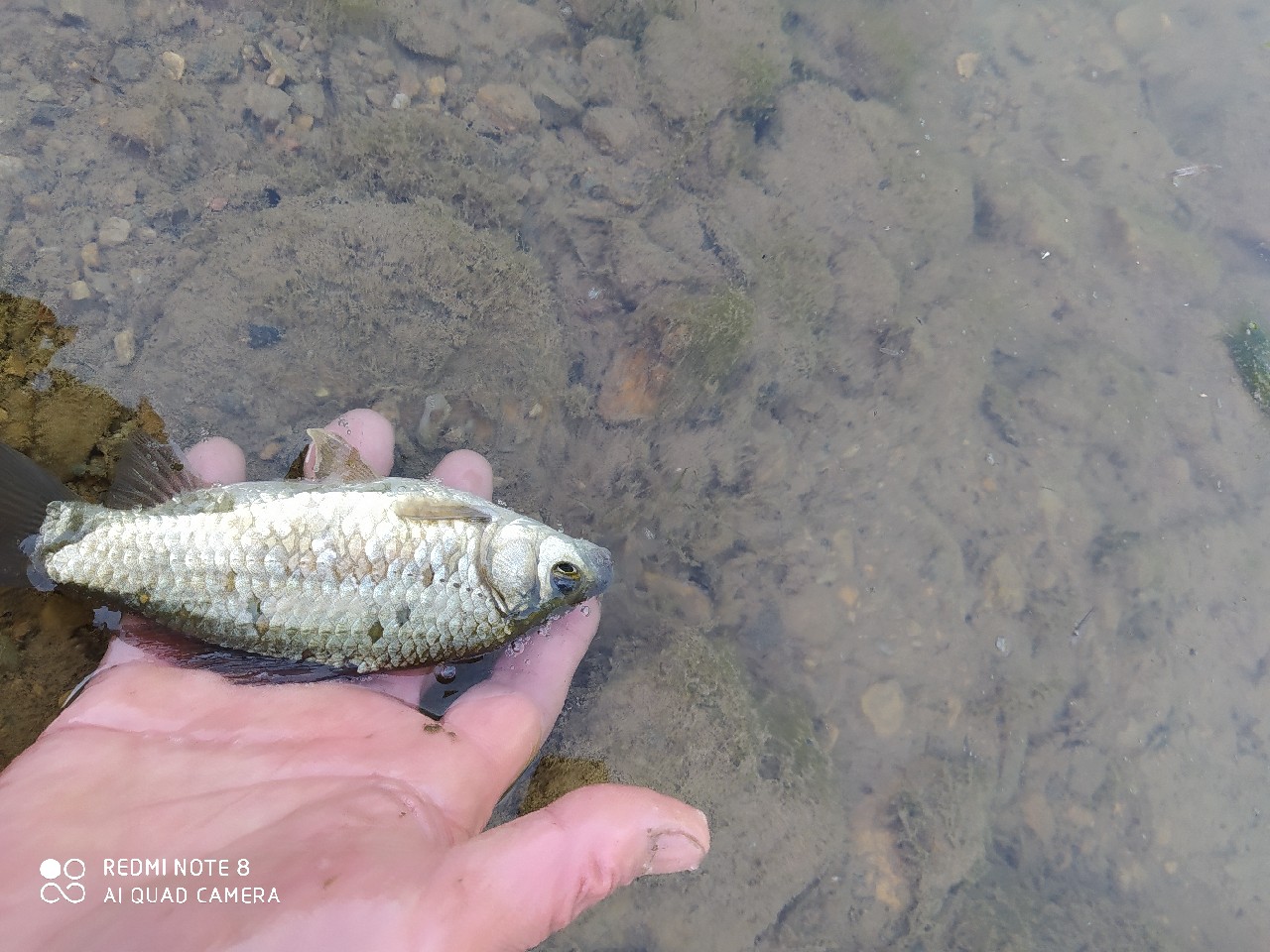 海竿串钩正确钓法视频,海竿串钩野钓最佳方法