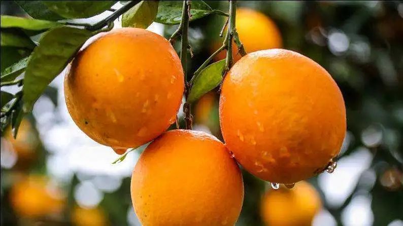 “气候好产品”第三弹：舌尖上的气候密码