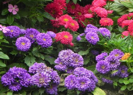 绿道科普展,绿道科普看初夏街头满目芳菲