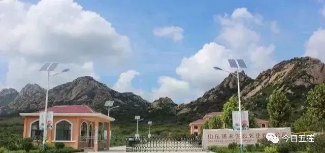 樱桃熟了五一好去处,采摘樱桃好去处五莲