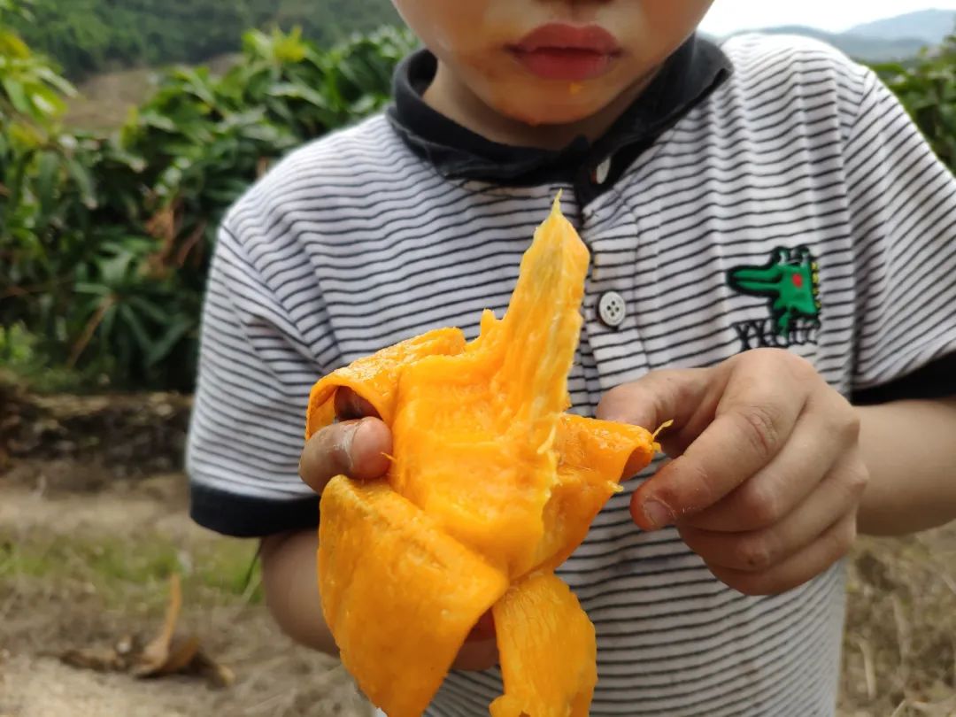 小台芒纯甜多汁1斤,台农小芒果9.9元5斤