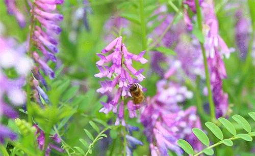 酿造百花蜜,酿造农家百花蜂蜜