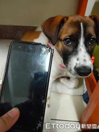 妈妈短裤被咬成破裤“洞洞超尴尬”　凶手冷看一眼淡定离场