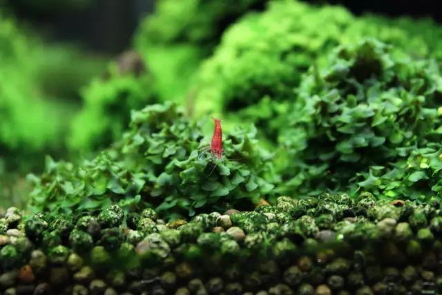 草缸适合养哪些冷水生物,纯绿苔缸适合养什么