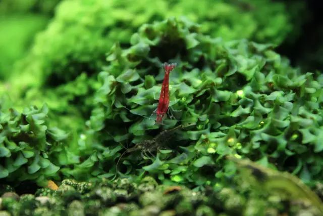草缸适合养哪些冷水生物,纯绿苔缸适合养什么