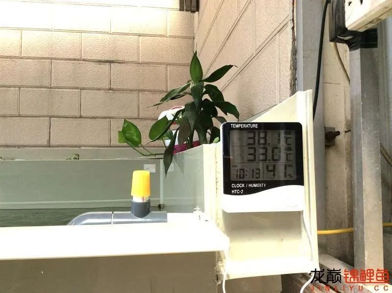 迷上鲤鱼精，露台安家2.5立方锦鲤池，生活设施一应俱全