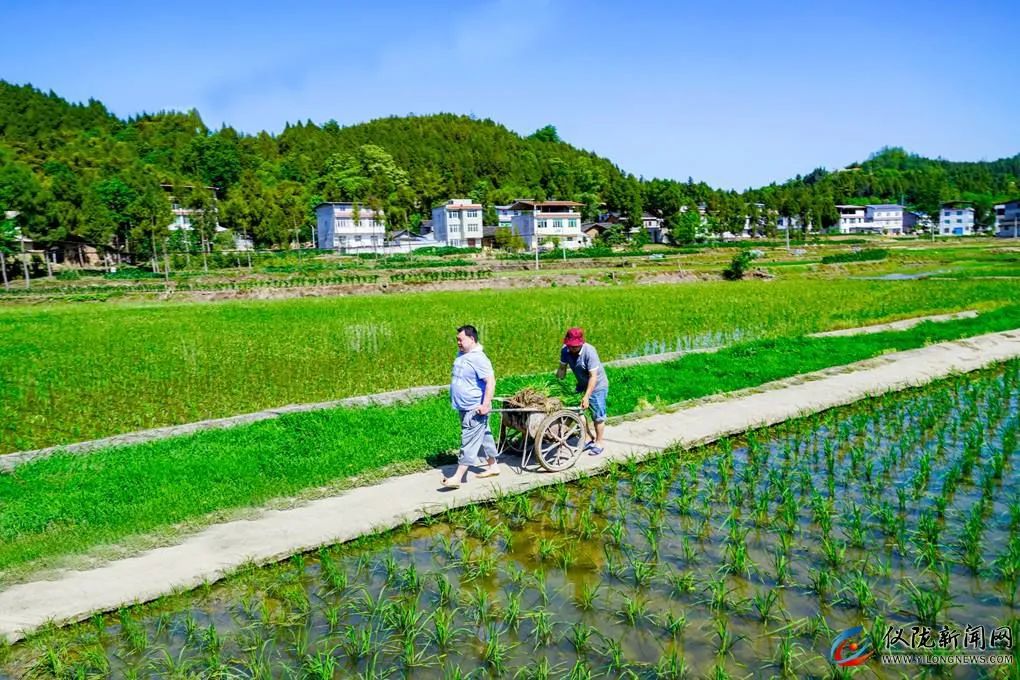 你妈叫你回家插秧了原版,你妈喊你回家插秧的图片