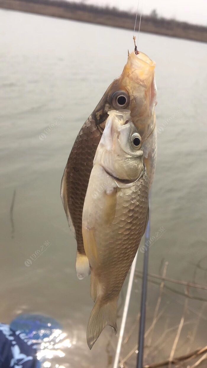 千里江河万亩山川,如何维持生态?值得钓友反思