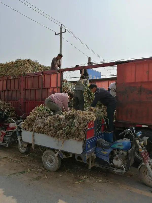 大蒜行情中牟大蒜,中牟大蒜今年蒜价