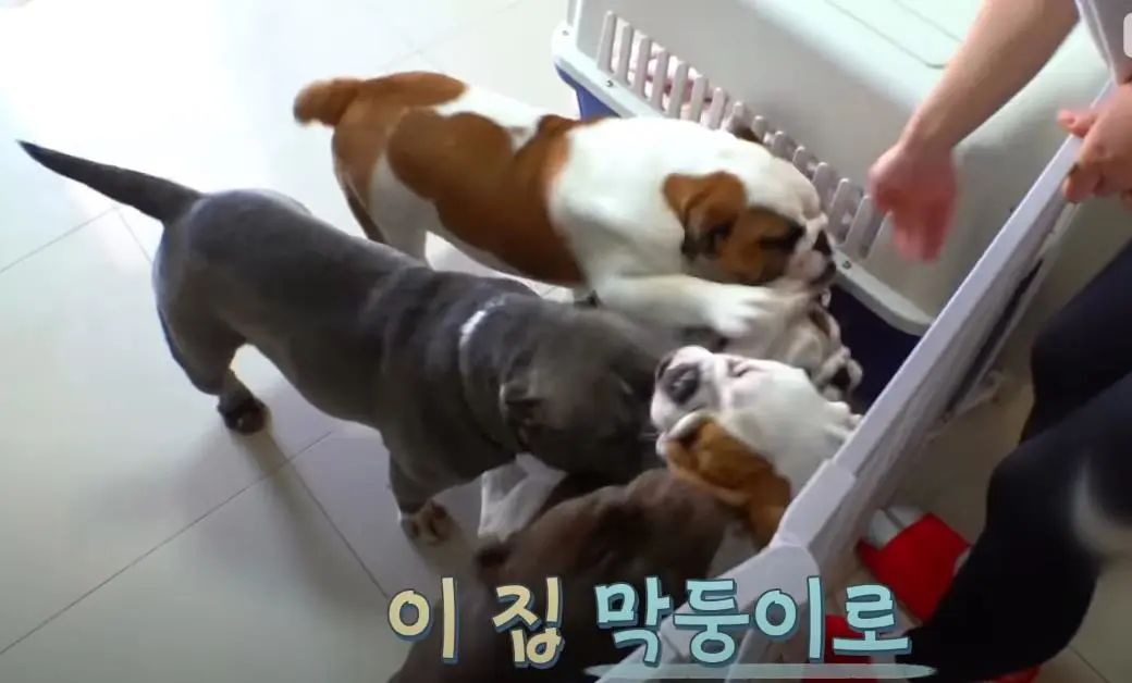 小奶狗怎么越吃越瘦是什么原因,小奶狗太瘦如何快速长胖