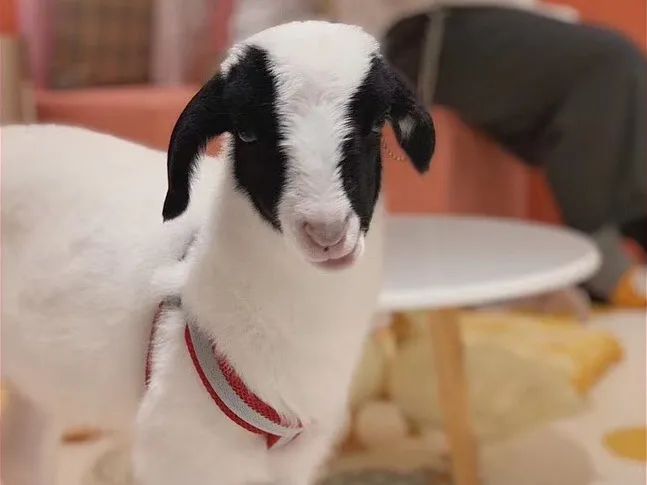 网友吸猫撸狗,吸猫撸狗的地方